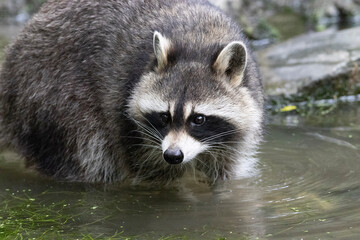racoon cub