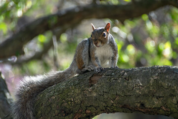 squirrel on tree