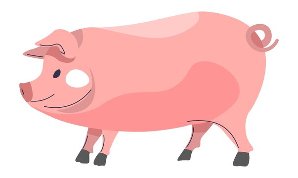 Pig livestock domestic animal, farming agriculture
