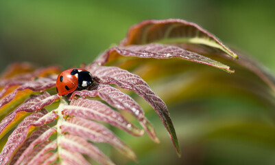 Fototapeta premium ladybird on a leaf