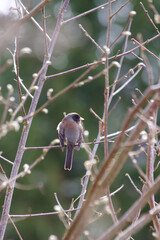 Perching Bird