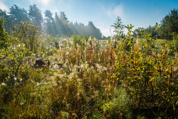 Naklejka premium Foggy morning forest