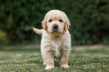 puppy dog golden retriever labrador. small cute puppy and good friend. Dog training. Be my friend. Puppy in a garden on sunset with flower