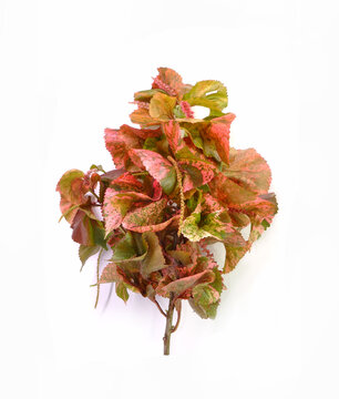 Copper leaf plants isolated on white background. Acalypha wilkesiana, common names copperleaf and Jacob&rsquo;s coat, is an evergreen shrub, the colorful ornamental plants for tropical garden decorations
