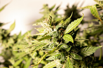 Medical Cannabis flowers in a white background