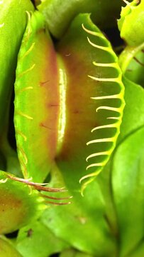 Closing Venus flytrap (Dionaea muscipula) plant, vertical orientation