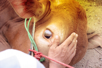 closeup of sacrificial animal, cow's eye during slaughter. Eid al-Adha celebration