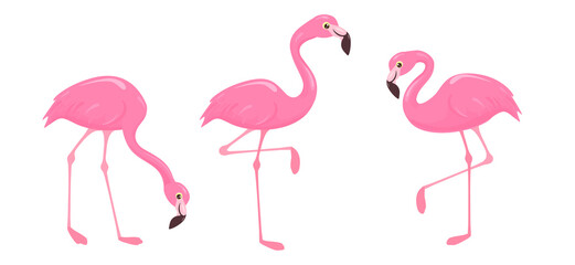 Fototapeta premium Pink flamingo set. Cute flamingos vector collection. Cartoon exotic tropical birds characters, nature wild fauna illustration in flat style.