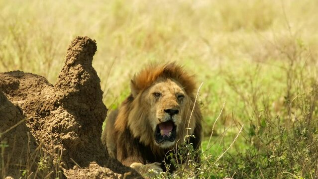 A lion with a large mane lies with its mouth open and roars in the wild of the African savannah in the NgoroNgoro National Park