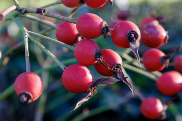 Rosehip Bunch