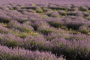 Plakat colorful lavender field in the nature detail