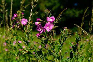 Obraz premium wild purple flower