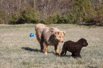 Fototapeta premium lagotto and australian shepherd dogs playing in a park