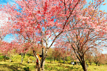 Obraz na płótnie Canvas The pink cherry blossom blooming on the mountain in the north of Thailand