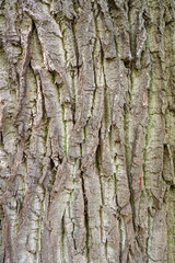 Borke einer alten Eiche