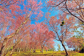 The pink cherry blossom blooming on the mountain in the north of Thailand