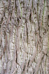 Fototapeta premium Borke einer alten Eiche