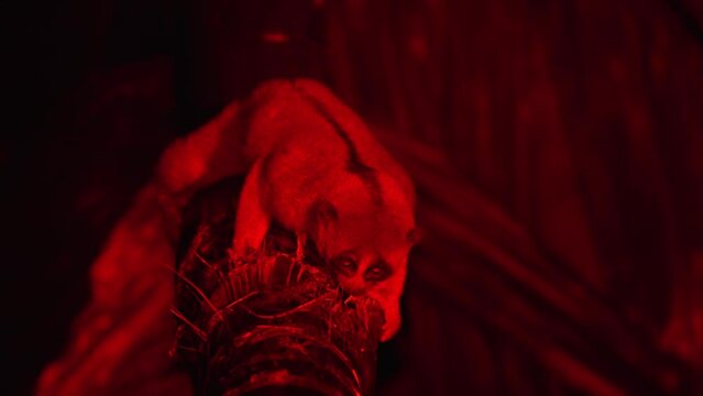 Slow Loris Feeding on Palm Tree Gouging Mark
