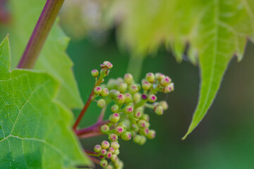 Small grapes early in growing season.  Grape vine young.