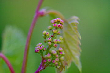 grape bunch young on vine green high quality growing vineyard wine making