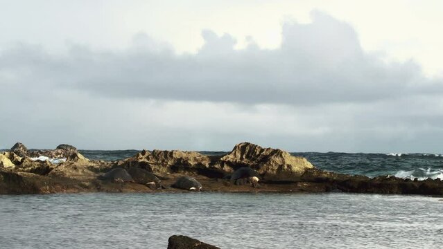 Shot of four large and beautiful turtles on the coast of the Paia area in Hawaii, USA.