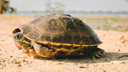 turtle on the ground
