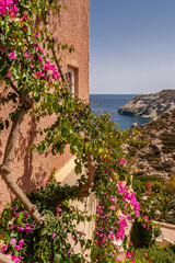 Flowers on the background of the wall of the house and the sea