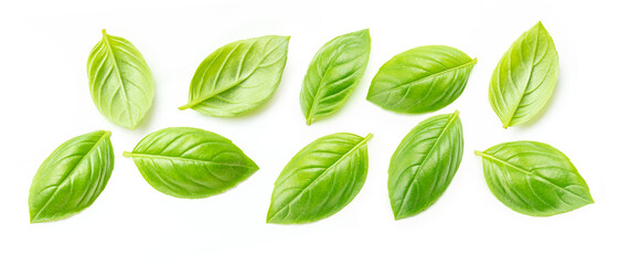 Fresh green basil leaves (Ocimum basilicum) isolated on white background. Top view.