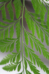 A close up of a fern frond
