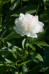 Blooming white peony in the garden