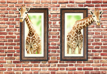 Two giraffes in wooden frames with 3d effect