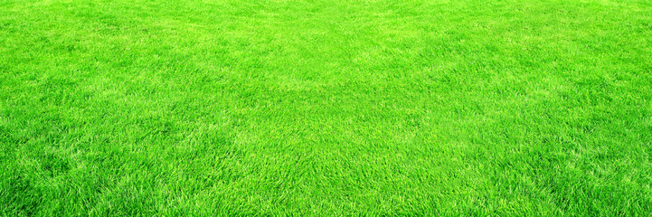 Horizontal banner with green grass on lawn. Trimmed lawn grass