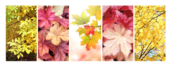 Set of vertical nature banners with autumn scenes. Collection of fall backdrops with yellow and red autumn leaves
