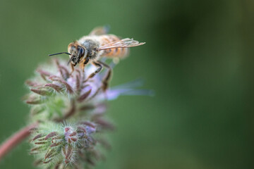 A bee collects nectar on a phacelia flower. Close-up there is artistic noise.