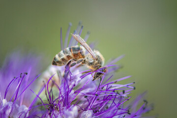 A bee collects nectar on a phacelia flower. Close-up there is artistic noise.
