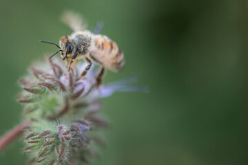 A bee collects nectar on a phacelia flower. Close-up there is artistic noise.