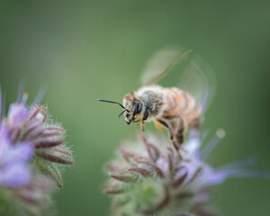 A bee collects nectar on a phacelia flower. Close-up there is artistic noise.