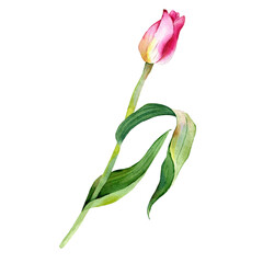 Illustration of watercolor hand drawn set of pink tulips isolated on white background.