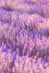 Fototapeta premium Violet purple lavender field close up. Flowers in pastel colors at blur background