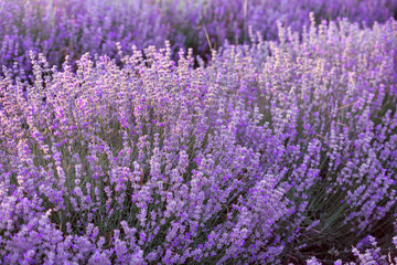 Fototapeta na wymiar Violet purple lavender field close up. Flowers in pastel colors at blur background