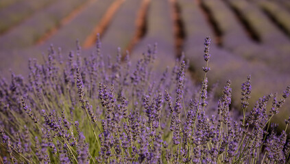 Fototapeta na wymiar Closeup of lavender flowers in fields. Brihuega. Spain