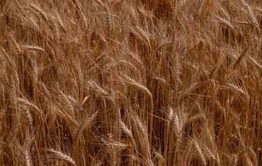 Closeup of wheat fields. Brihuega, Spain