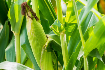Closeup of cornfield with corn ear and silk growing on cornstalk. Concept of crop health, pollination and fertilization