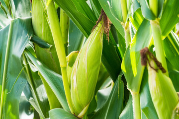 Closeup of cornfield with corn ear and silk growing on cornstalk. Concept of crop health,...