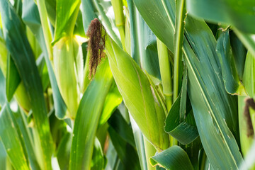 Closeup of cornfield with corn ear and silk growing on cornstalk. Concept of crop health, pollination and fertilization - 516278713