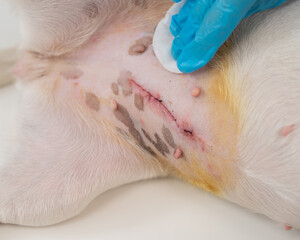 The veterinarian treats the dog's suture after a surgical operation. 