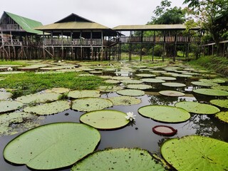 Amazonas with lotus plants in the middle of the jungle