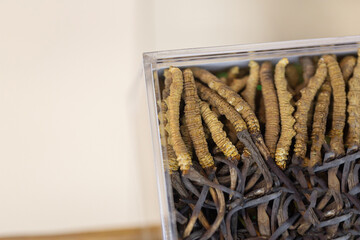 chinese medicine. Chinese herbs. 