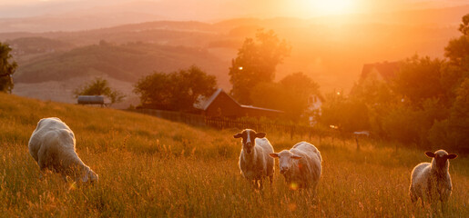 A flock of sheep grazing in a mountain meadow at sunset
