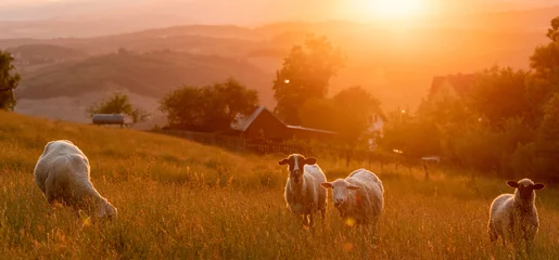 Foto auf Acrylglas A flock of sheep grazing in a mountain meadow at sunset © Mike Mareen